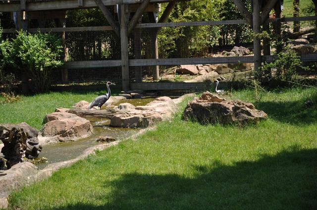 min 2013 07 06 beauval 257